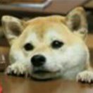 波克蛙kill~啦 头像