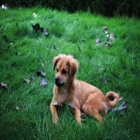 一只流浪狗.m 头像