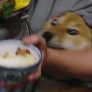 花毛啤最近嗜睡 头像