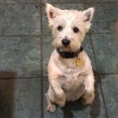 林大蛋女孩网蔻蔻 头像