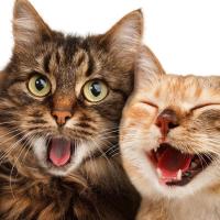 ProcessOn官方 头像