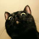 小羊开门我瘦够了 头像