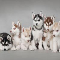 一顿猛如虎 头像