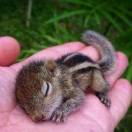 东京食尸鬼 头像