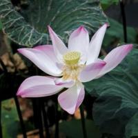 小豆豆的花 头像