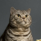 oOoooOooOoOOoOooO 头像