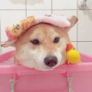 暴躁小张,在线念经 头像