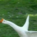 想搬家的寄居蟹 头像