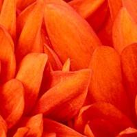 小小流程家 头像