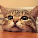 重庆是个好地方 头像