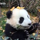 Springflower Wang 头像