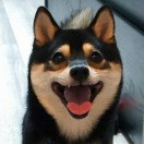 豌豆小精灵 头像