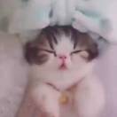 不是一小只懒喵 头像