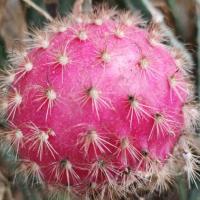 画图small能手 头像