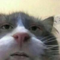 汝小右•ω•)っ 头像