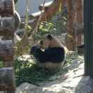 熊猫豆沙包 头像