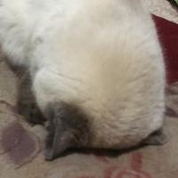 白茶清欢丶z 头像