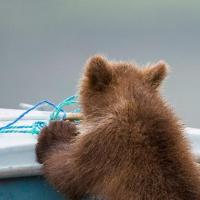 Toughクッキー 头像