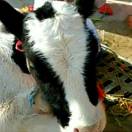 罗伊斯特林加德 头像