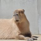 骁啦哎梦 头像