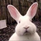 带刺的玫瑰🥵🤢🥶 头像