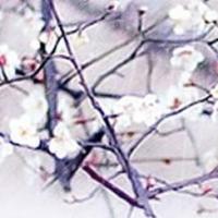 invokerofmoon 头像