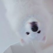 一些美好的事情 头像