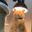 夯大力 🐾 头像