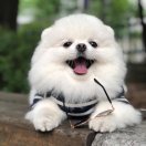 啦布斯坦叮的陈小松 头像