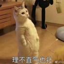 低头灬沉默 头像