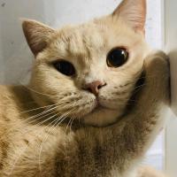 Carl Haiyu He 头像