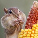 骑着蜗牛追老婆 头像