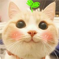猫先森CY 头像