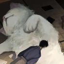 Tenzindrolkha 头像