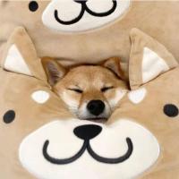 达尔文的猹 头像