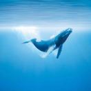 没有眉毛的阿斗叶 头像