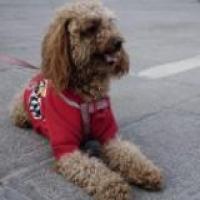 一脚飞毛腿 头像