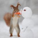 我和草莓来了喔 头像