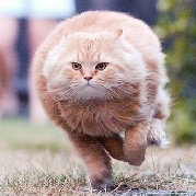 废墟2010_cf1 头像