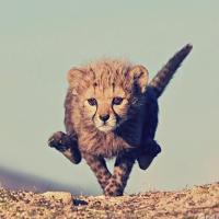 魔君不真2 头像