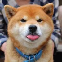 柴可扶四基 头像