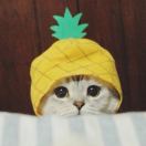 蚊子申👊 头像