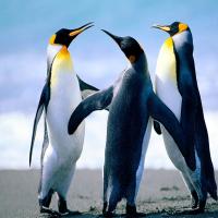 cindychen1028 头像