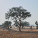 苏小白🍊 头像