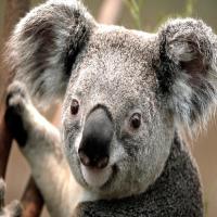 一个不愿学习的程序员 头像