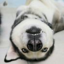 祁小扁🐶 头像