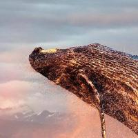 简安同学想好吃懒做 头像