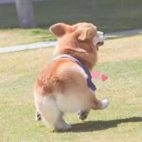 是腐萌萌呀 头像