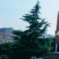 醉卧每人膝 头像