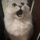 是金刚不是芭比🦍 头像